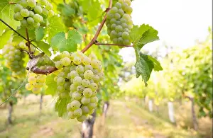 Riesling Prints: 2yjc2ry