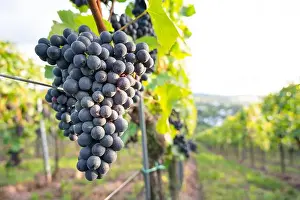 Pinot Noir Prints: 2yjt5mf