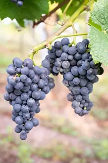 Pinot Noir Prints: 2yjtbrf