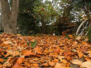 Autumn Colors Prints: 2yk2gck