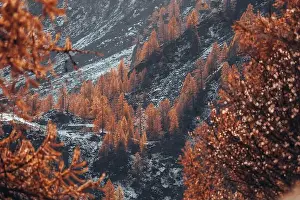 Nature Contrast Prints: 2ykptdp