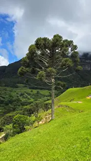 Santa Catarina Prints: 2ynf5m7
