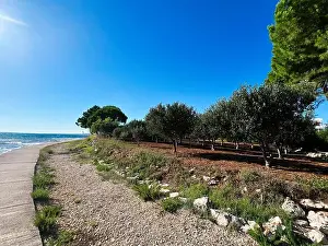Olive Grove Prints: 2ynwb0t