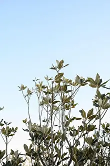 Magnolia Prints: 2ynya7m