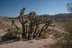 Joshua Tree Prints: 2yp17jt
