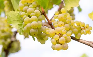 Riesling Prints: 2yp4n79