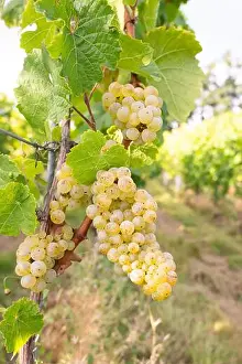 Riesling Prints: 2yp4nhm