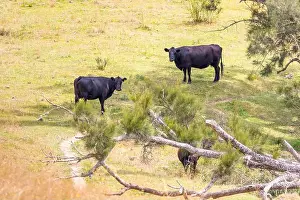 Paddock Prints: 2yr3b9w