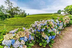 Hydrangea Prints: 2yr4hte