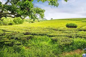 Sao Miguel Prints: 2yr4hth