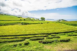 Sao Miguel Prints: 2yr4j10