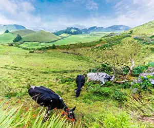Sao Miguel Prints: 2yrcdyr