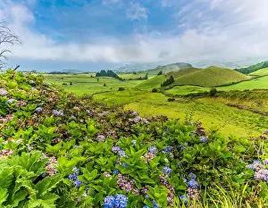 Hydrangea Prints: 2yrcdyy