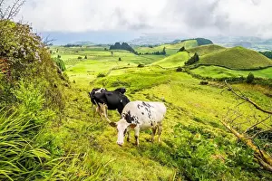 Sao Miguel Prints: 2yrce04