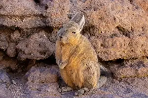 Desert Wildlife Prints: 2yt83a4