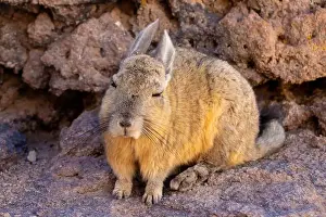 Desert Wildlife Prints: 2yt83e0