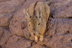 Desert Wildlife Prints: 2yt83gt