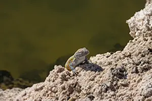 Desert Wildlife Prints: 2yt8kbk