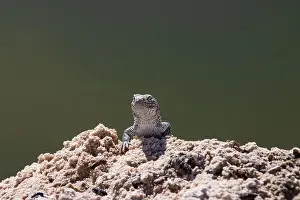 Desert Wildlife Prints: 2yt8kha
