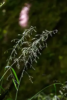 Droplets Prints: 2ytd93x