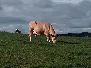 Scenic Countryside Prints: 2yw5mp0