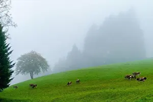 Baden Wurttemberg Prints: 2yw8dmd