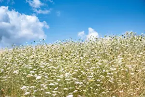 Wild Carrot Prints: 2ywg2r5
