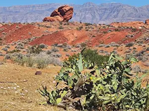 Red Rock Prints: 2ywtgta