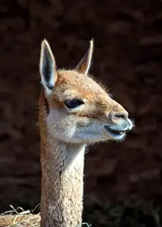 Wildlife Stock Photo Prints: 2yxh414