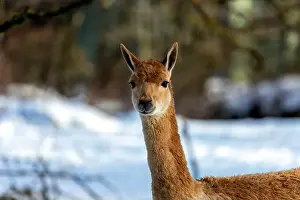 Wildlife Stock Photo Prints: 2yxh42f