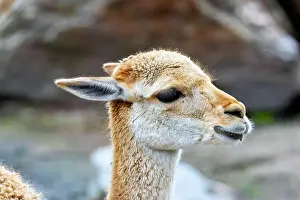 Wildlife Stock Photo Prints: 2yxh46g