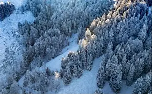 Spruce Forest Prints: 2yy1af0