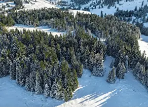 Spruce Forest Prints: 2yy1ajb