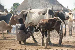 Dairy Farming Prints: 31.10.2019, Belinkum, Gambela, Ethiopia - Cattle breeder of the Ethiopian ethnic group Nuer