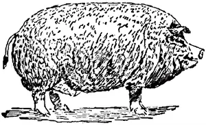 Boar Prints: 335 Collier's 1921 Hog Poland-China Boar