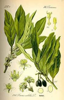 Laurel Prints: 337 Illustration Laurus nobilis0