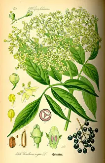 Benefits Prints: 338 Illustration Sambucus nigra0