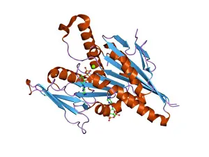 Diagrams Prints: 35 PDB 1f9v EBI