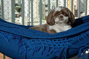 Sleepy Prints: 3.5 year old Shih Tzu lying on a blue hammock and staring at the camera
