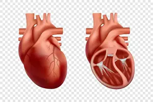 Cardio Prints: 3d human heart anatomy with cross-section and non cut view