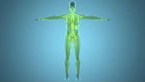 Sick Prints: 3D Illustration Concept of Human Internal System Lymph Nodes Anatomy