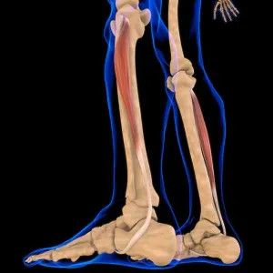 3d Illustration Prints: 3D Illustration, Muscle is a soft tissue