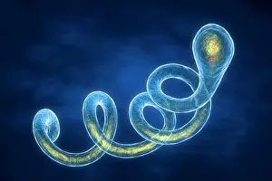 Microorganism Prints: 3d illustration of a Spirochaete Borrelia bacterium