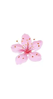 Covers Prints: 3D realistic romantic sakura cherry flower social media cover