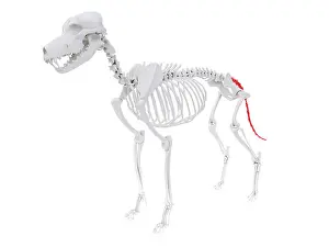 Spine Prints: 3d rendered anatomy illustration of the dog skeletal anatomy - caudal vertebrae
