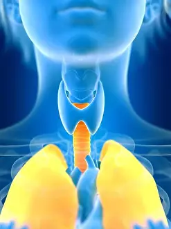 Airways Prints: 3d rendered illustration of female lung