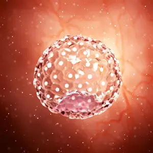 Nucleus Prints: 3d rendered medically accurate illustration of a blastocyst