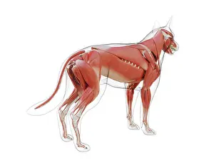 Canis Prints: 3d rendered medically accurate illustration of the dogs muscle system