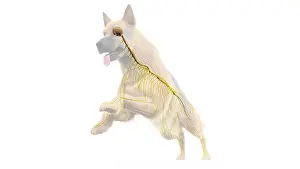 German Shepherd Prints: 3d rendered medically accurate illustration of a dogs nervous system