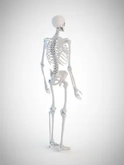 Spine Prints: 3d rendered medically accurate illustration of the human skeleton